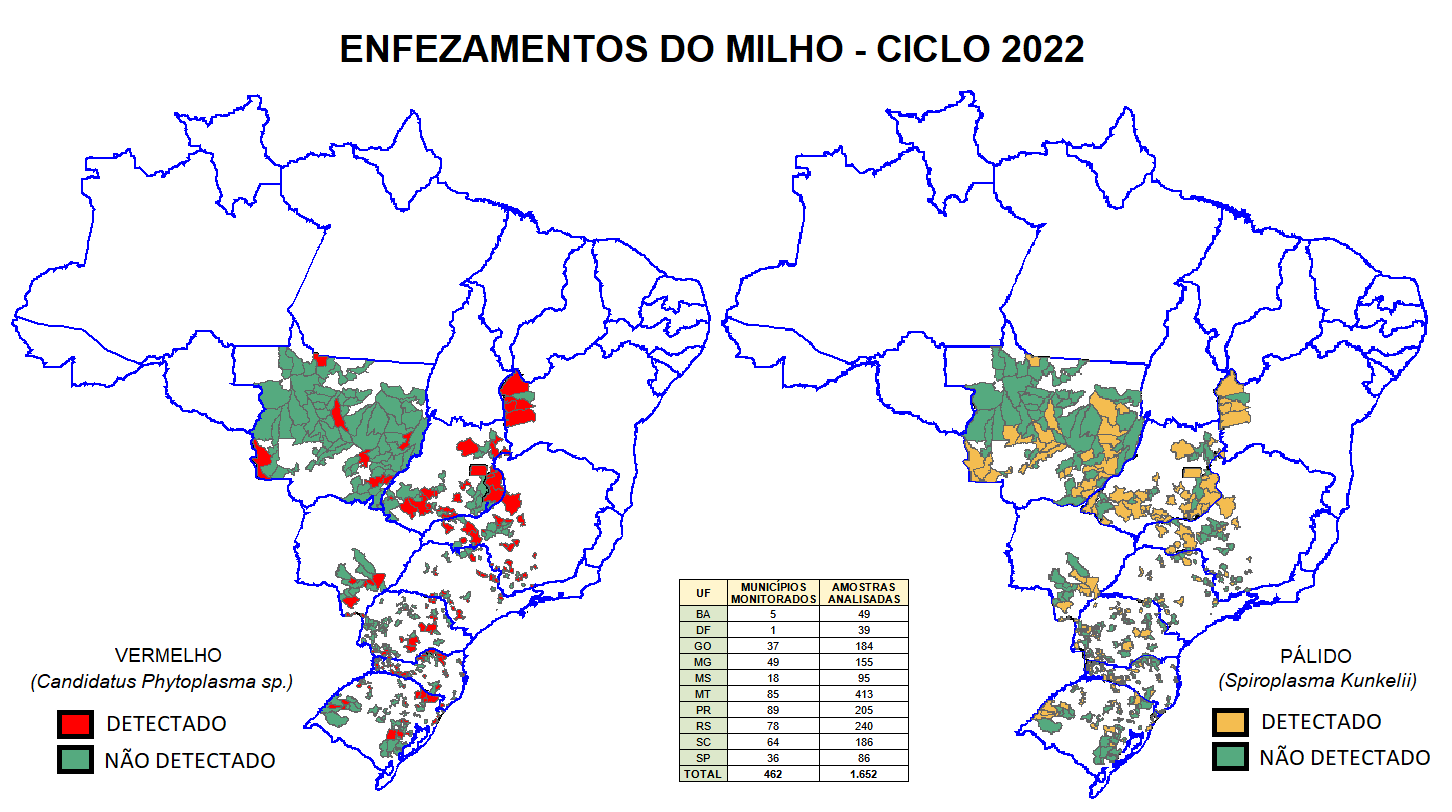 Enfezamentos Do Milho Portugu S Brasil