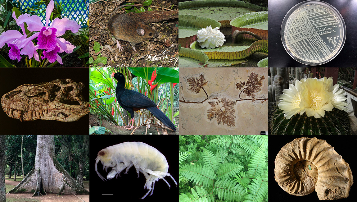 Projeto vai catalogar toda a diversidade da vida no território