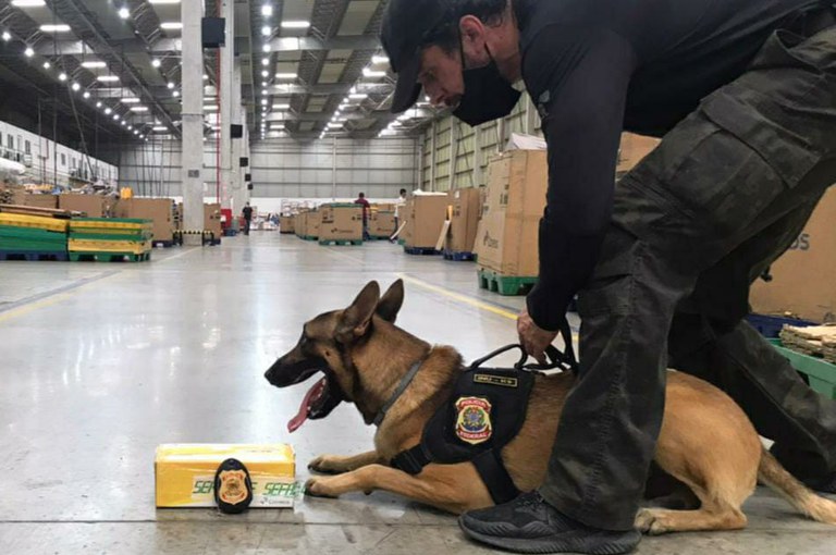 Pf A Ajuda De C O Farejador Encontra Haxixe Em Caixa De