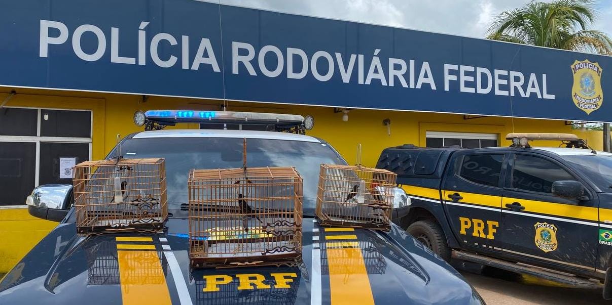 Prf Apreende Tr S Curi S Em Itaituba Pa Pol Cia Rodovi Ria Federal