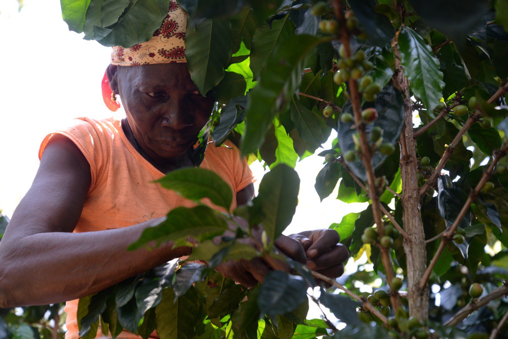 El Proyecto Tricafé