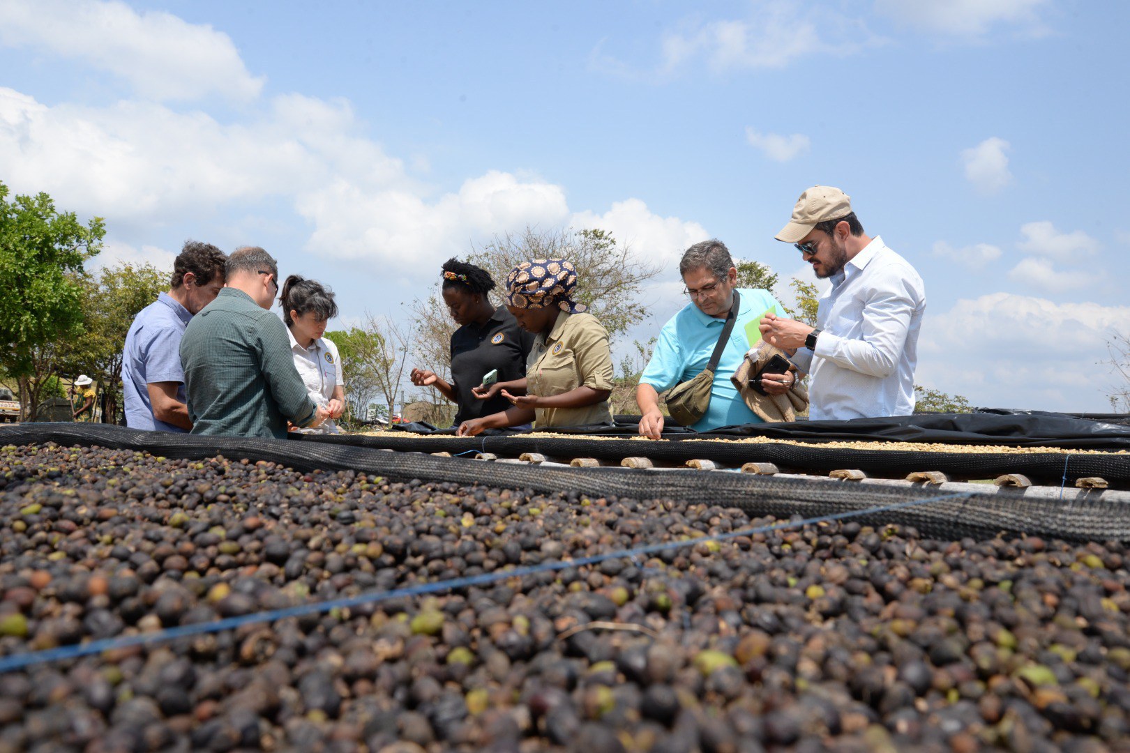 El Proyecto Tricafé