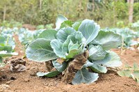 “Produto da Terra, para a criança da Terra”