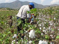 ABC apresenta projeto para melhoramento genético do algodão em 15 países africanos durante reunião da OMC