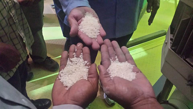 ABC reforça a cultura do cultivo de arroz de terras altas no Suriname 1.JPEG