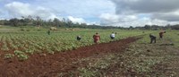 Ações de cooperação técnica no âmbito do “Projeto Regional de Fortalecimento do Setor Algodoeiro nas Bacias do Baixo Shire e Zambeze”