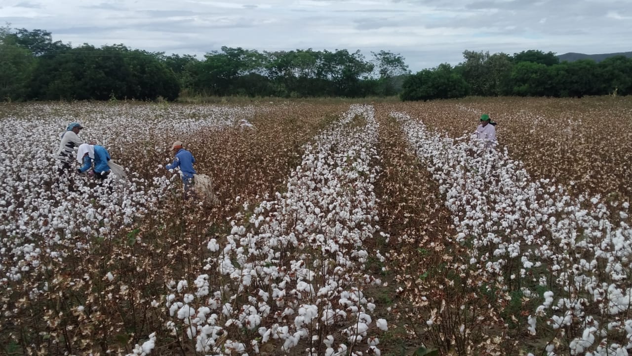 agricultores da Colombia.JPEG