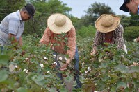 Agricultura familiar e COVID-19: Como o setor de algodão está posicionado nesse contexto?