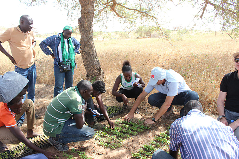 Agroecologia avança no Senegal com apoio de técnicos brasileiros 6.JPEG