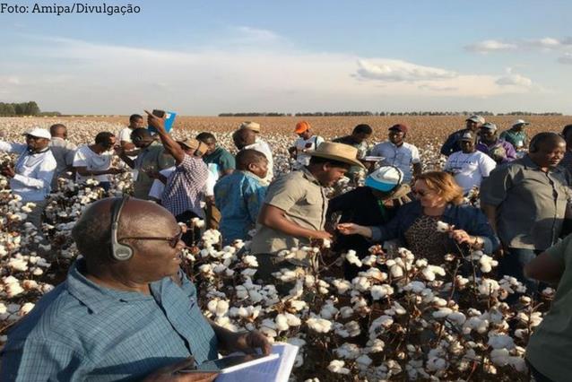 Agrônomos africanos aprendem com a cotonicultura mineira.JPEG