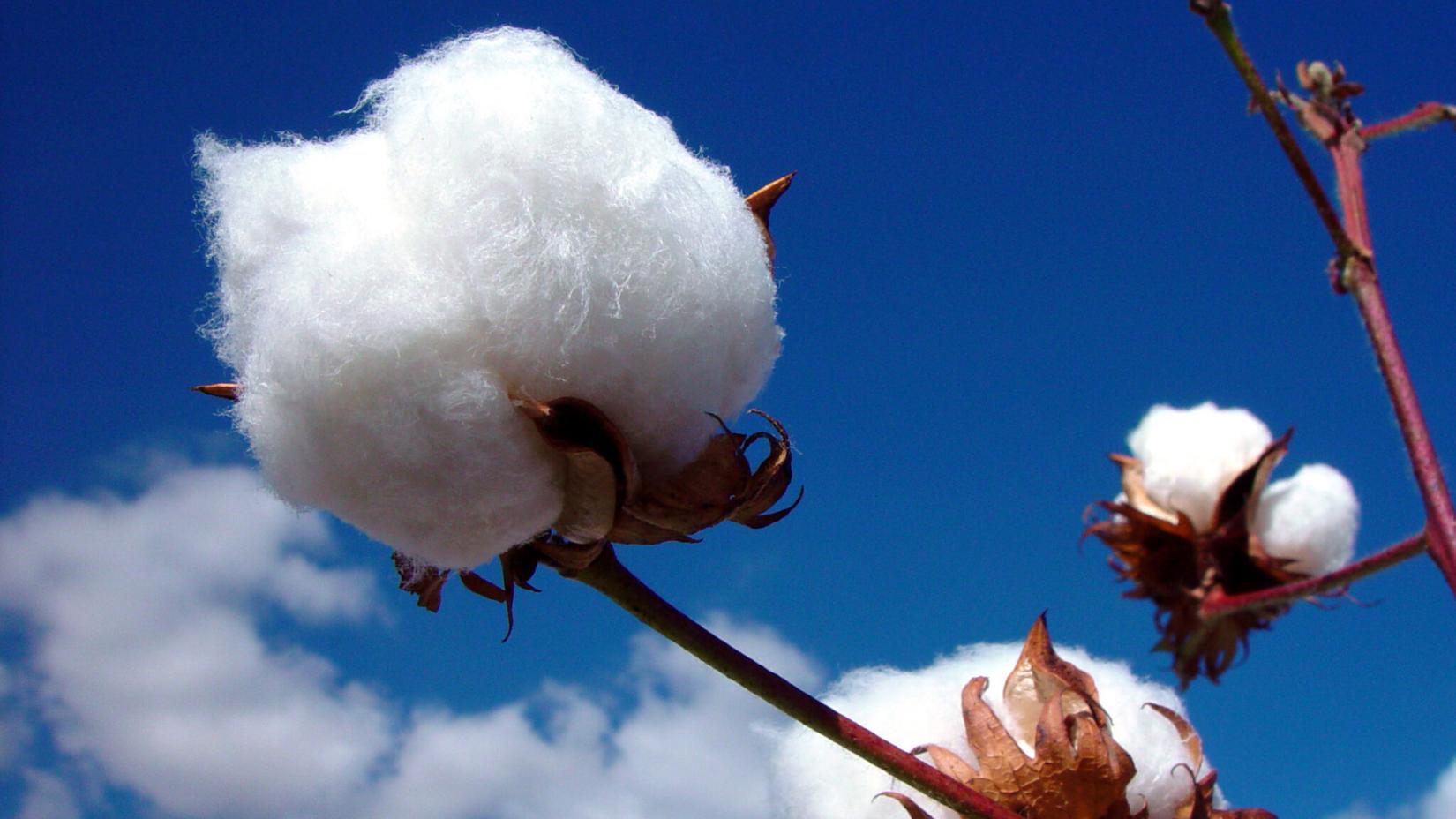 cotton-2048x115WFP.jpeg