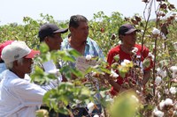 Algodão peruano celebra mais uma exportação importante, mesmo durante pandemia