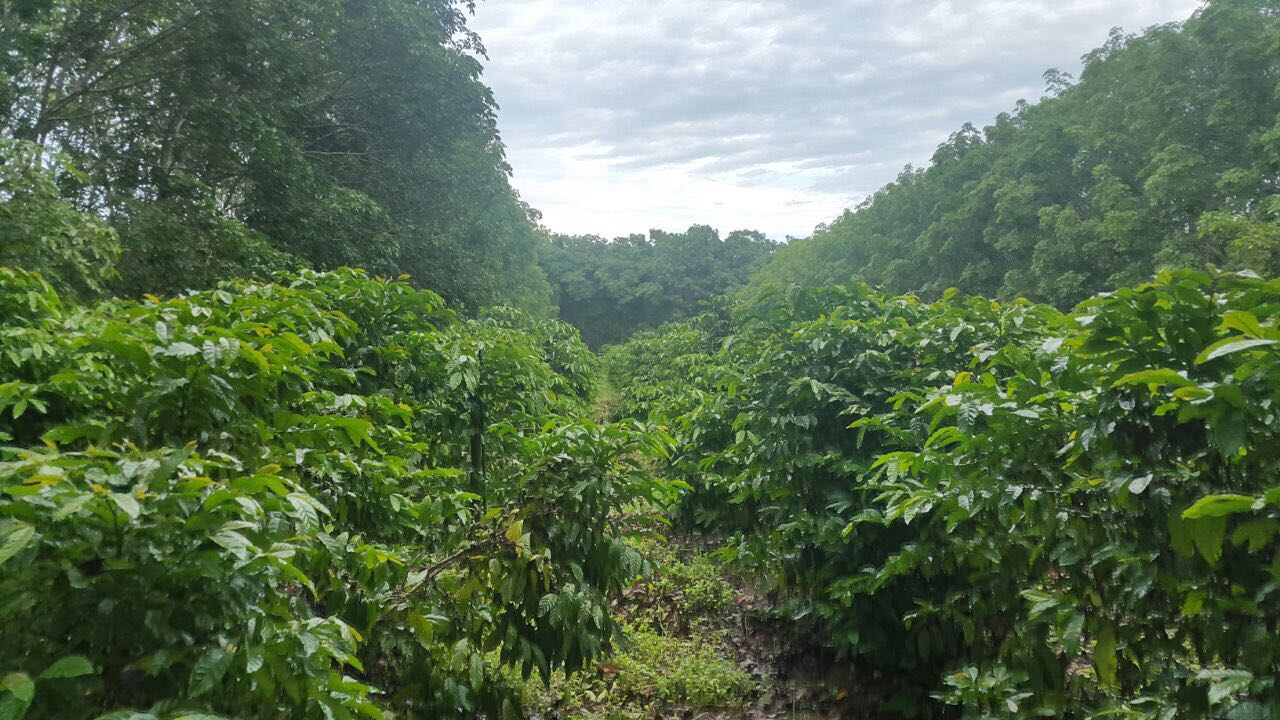 Assinado projeto trilateral para produção de café em Moçambique 1.JPEG