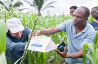 Brasil apoia a África no combate à lagarta do cartucho