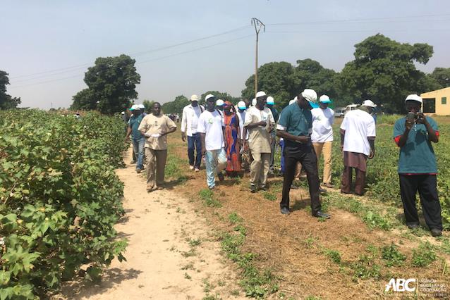 Brasil apoia intercâmbio de experiências entre países africanos produtores de algodão.JPEG