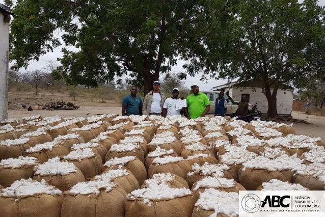 Brasil contribui para aumento da produtividade do algodão no Malaui e em Moçambique.JPEG