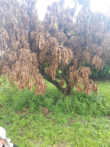 Brasil e Burkina Faso aceleram cooperação agrícola5.JPEG