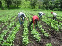 Brasil e Colômbia discutiram juntos documento preliminar de diretrizes de pesquisa em agroecologia