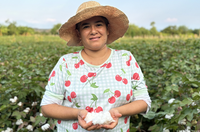 Brasil e FAO discutem produção sustentável do algodão