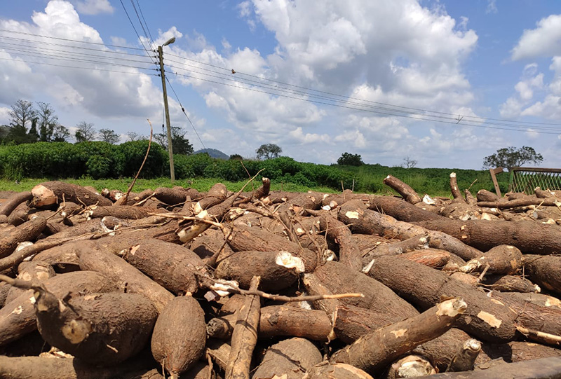 Brasil e Gana iniciam cooperação para fortalecimento da cadeia produtiva da mandioca 4.JPEG