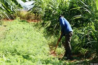 Brasil participa da Semana da Agricultura e Alimentação em Buenos Aires