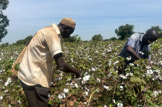 Cooperação Brasil-Mali Aumenta a Produtividade do Algodão com Técnicas de Conservação do Solo