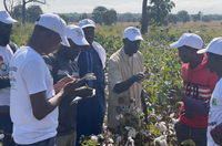 Cooperação brasileira fortalece o cultivo sustentável de algodão no Senegal