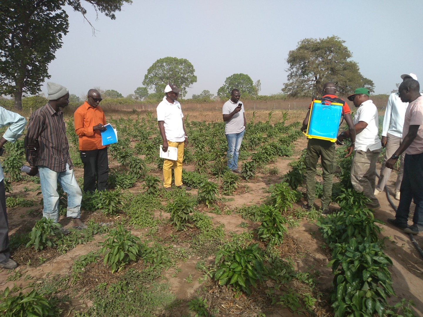 Cooperação com o Brasil torna Produção Agroecológica uma realidade no Senegal 5.JPEG