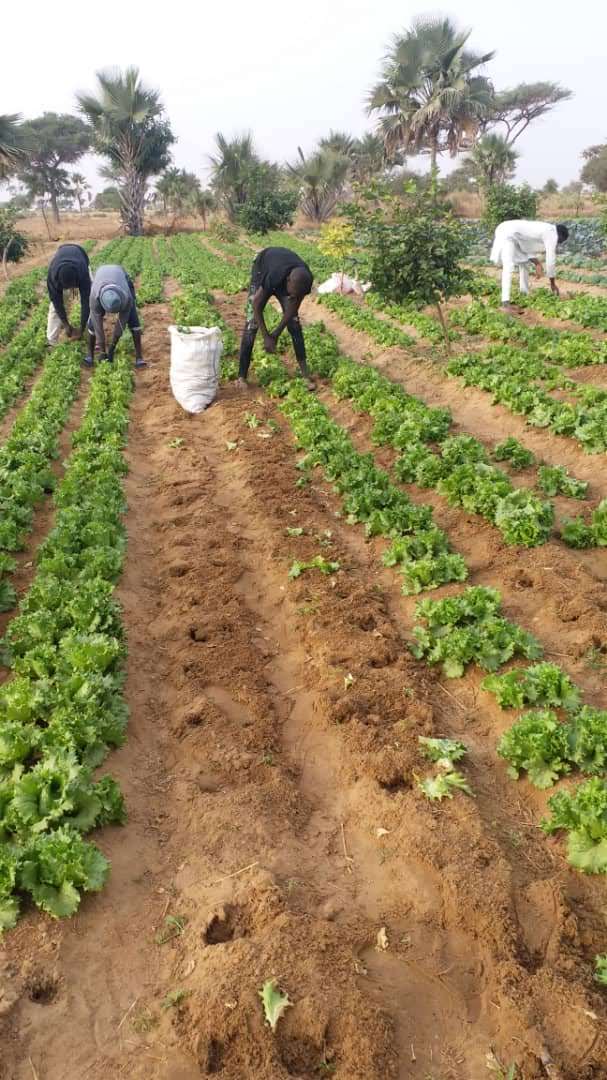 Cooperação com o Brasil torna Produção Agroecológica uma realidade no Senegal 6.JPEG