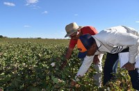 Cooperação Sul-Sul coordenada pela ABC viabiliza combate ao trabalho infantil na região da América Latina e Caribe por meio da Iniciativa Regional