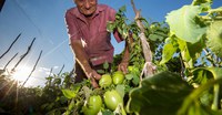 Cooperação Triangular e Sul-Sul é crucial para erradicar fome e pobreza e transformar comunidades rurais nos países em desenvolvimento