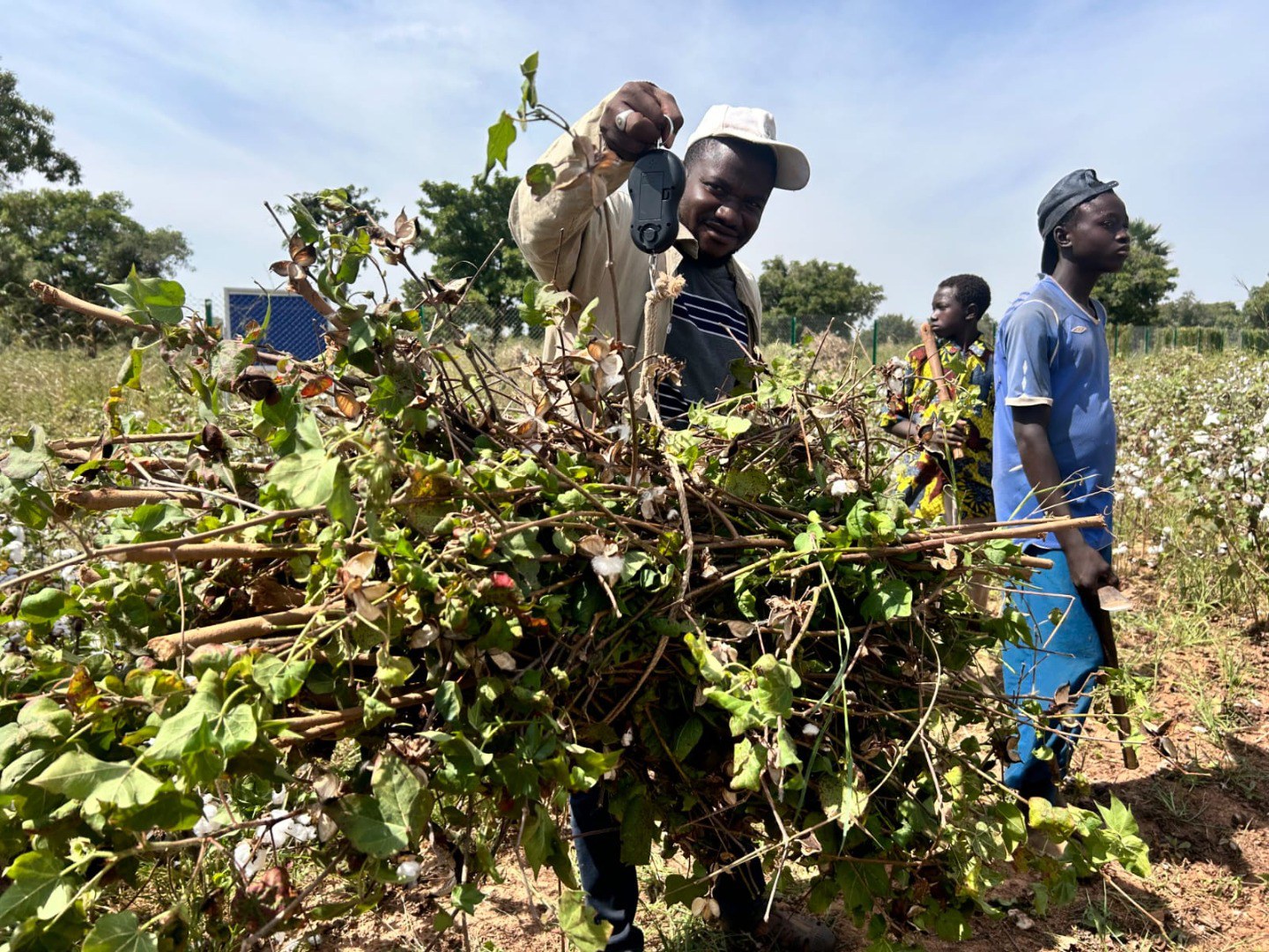 Cotton Solos tecnologia brasileira melhora a fertilidade dos solos no Mali