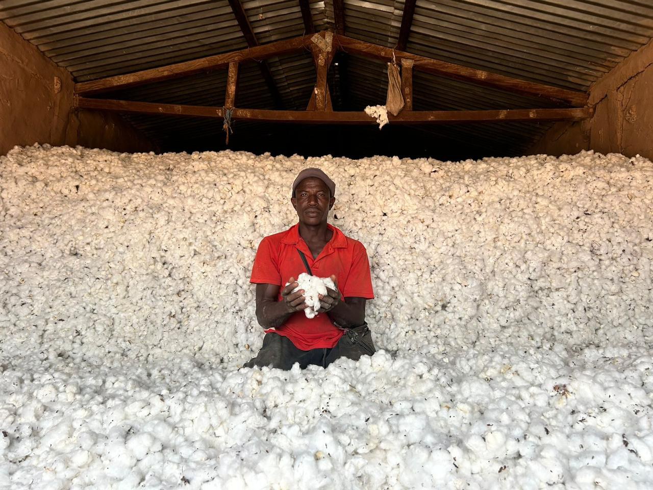 Cotton Solos tecnologia brasileira melhora a fertilidade dos solos no Mali