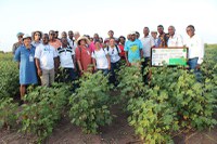 Cotton Victoria: resultados e avanços na 3ª reunião do Comitê Gestor do projeto