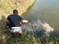 Desenvolvimento da pesca e da aquicultura em Côte d'Ivoire