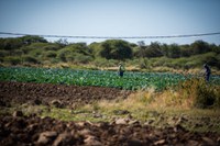 Desenvolvimento do Cooperativismo Rural em Botsuana