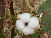 Dia Mundial do Algodão 2021: “Cotton For Good”