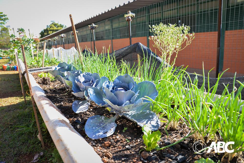 Educação saudável, intersetorialidade, controle social e compras da agricultura familiar para alimentação escolar 4.JPEG