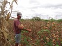 Especialistas refletem sobre agroecologia, agricultura familiar e algodão no cenário atual.JPEG