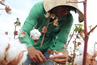 Estudo apresenta um panorama da agricultura familiar algodoeira na Colômbia