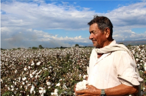 Estudo mapeia as principais informações sobre o setor algodoeiro em seis países da América Latina.JPEG