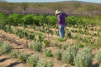 FAO e Ministério do Meio Ambiente firmam parceria para ações de sustentabilidade no semiárido