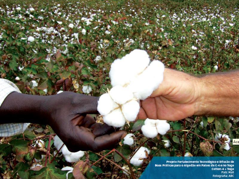 Fortalecimento tecnológico e difusão de boas práticas agrícolas para o algodão em países do Cotton 4 e no Togo.JPEG