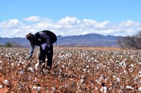 Iniciativas brasileiras de trabalho decente no setor algodoeiro viram exemplo para outros países