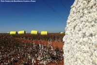 Intercâmbio internacional sobre algodão é realizado em Minas Gerais