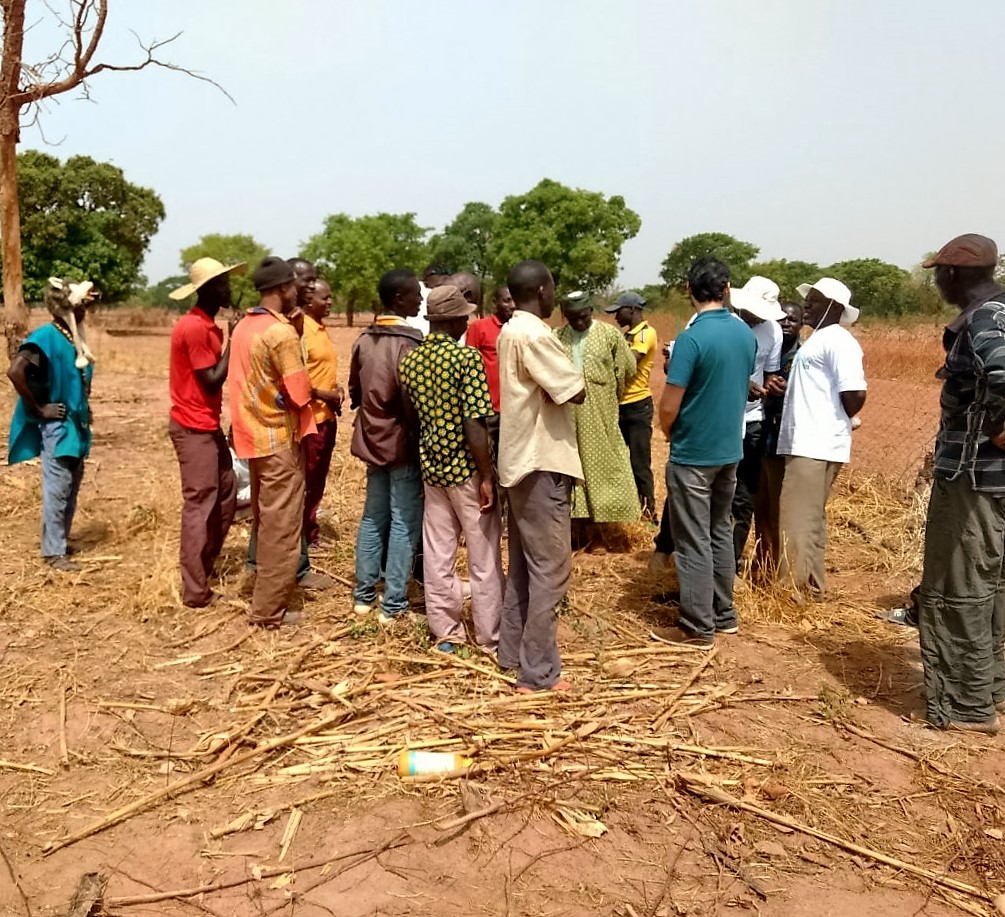 Mali coloca em prática boas práticas agrícolas para o cultivo do algodão 2.jpeg