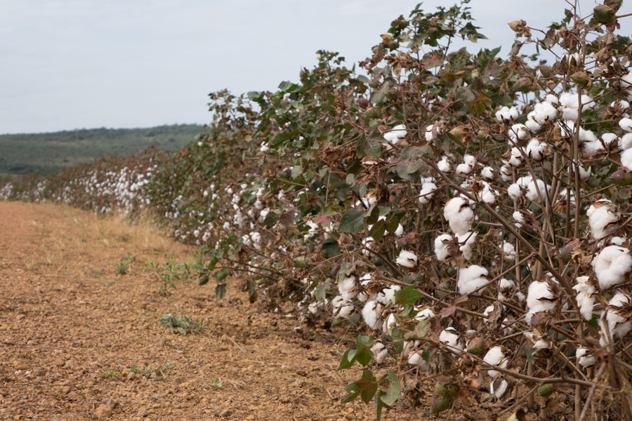 Países do Projeto Cotton 4 2.JPEG