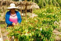 Papel das mulheres no campo será prioridade em nova fase de projeto