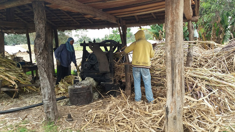 Paraguai - Melhoria da Cadeia de Produção de Melado de Cana.JPEG