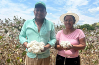 Projeto +Algodão apoiou resgate do cultivo da fibra na região central da Colômbia